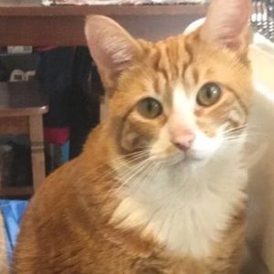 Meet your Posher, Luis